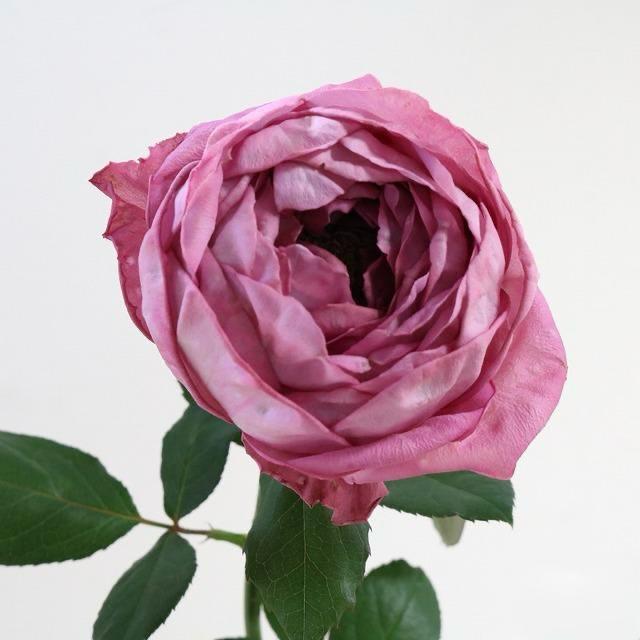 Vase (50cm)