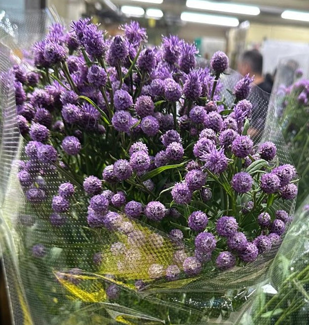 Saussurea pulchella Purple (80cm)