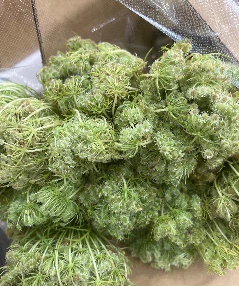 (Clearance Sale) Ammi Daucus Seed Green (緑) (60cm)