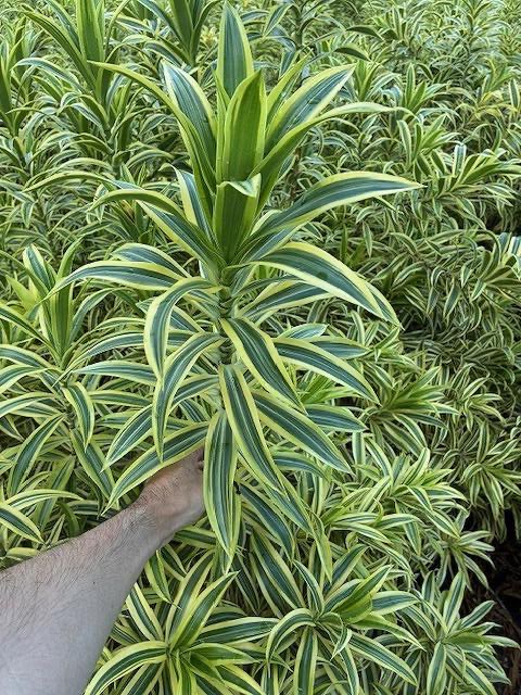(Clearance Sale) Dracaena Song Of India (60cm)