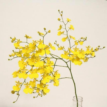 Oncidium Honey Drop (50-60cm)