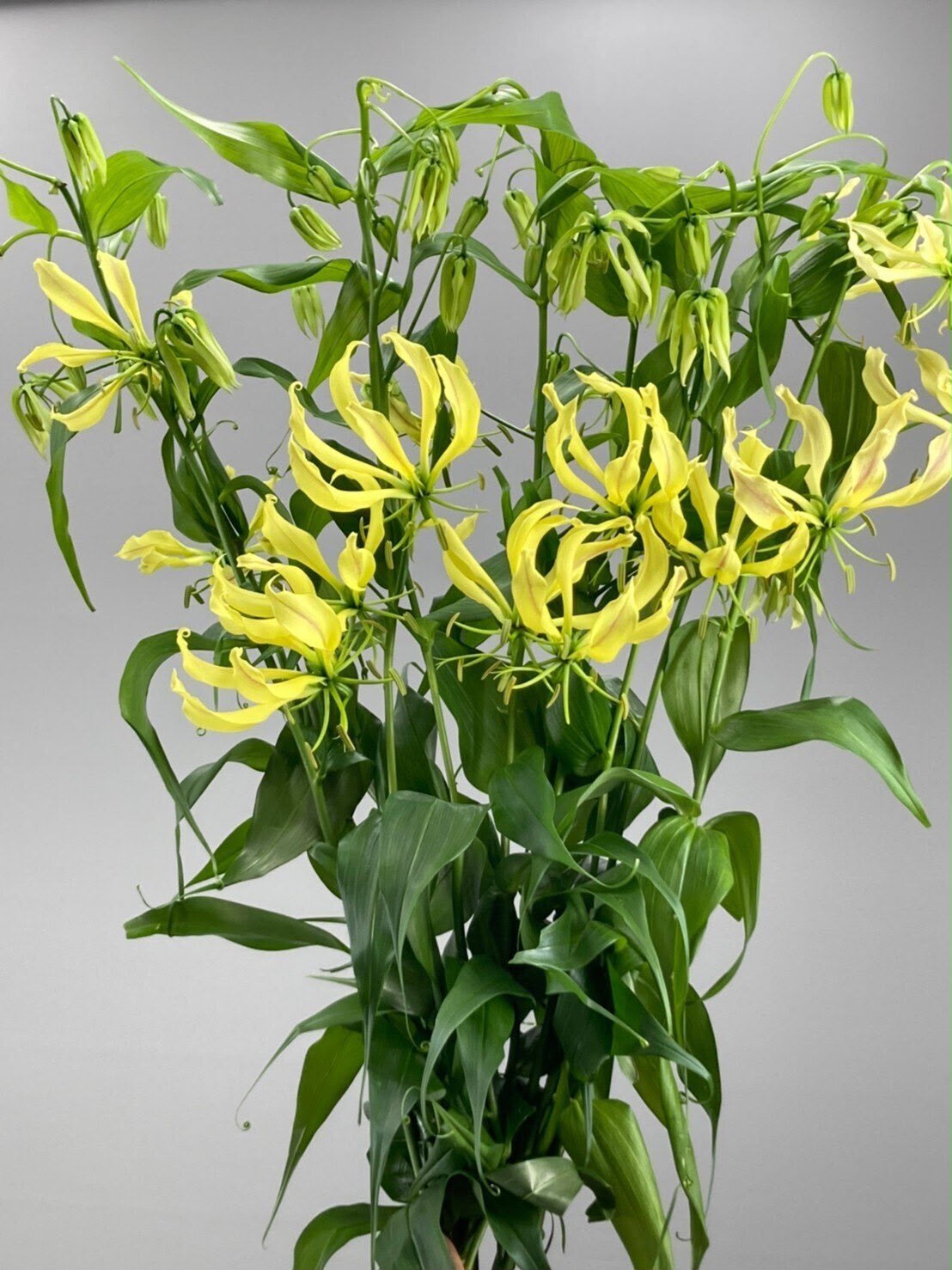 Gloriosa Pixie (~90cm)