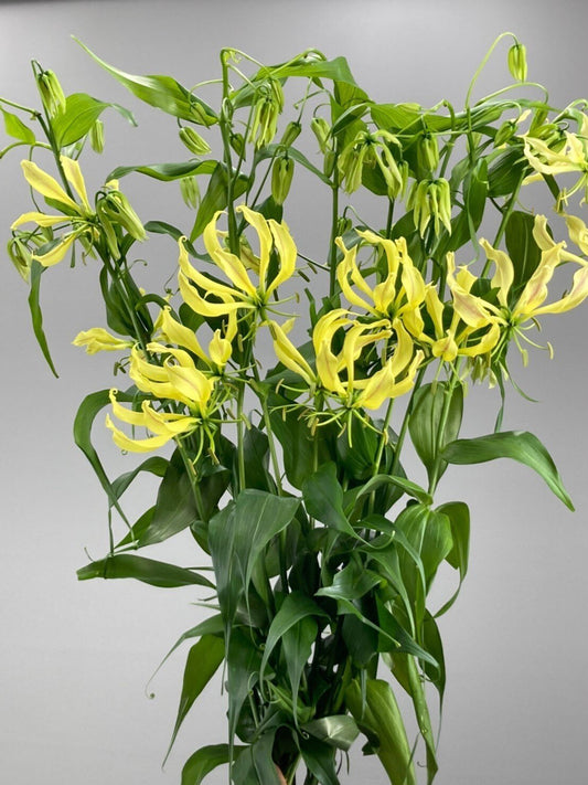 Gloriosa Pixie (~90cm)