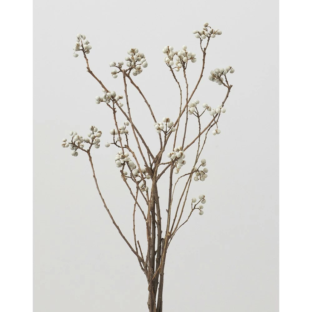 Triadica sebifera 南京ハゼ (60-70cm)