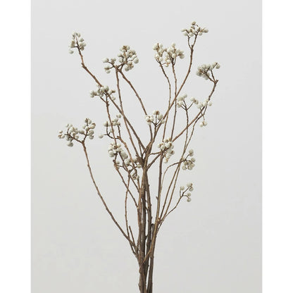 Triadica sebifera 南京ハゼ (60-70cm)