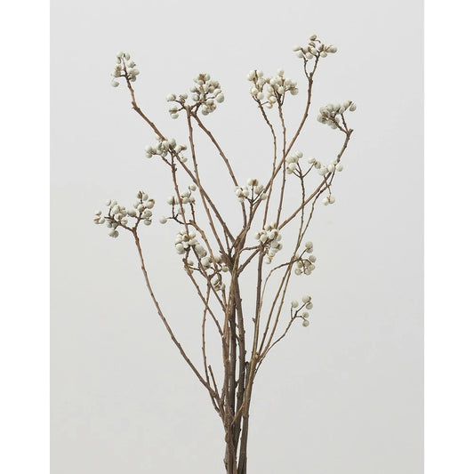 Triadica sebifera 南京ハゼ (60-70cm)
