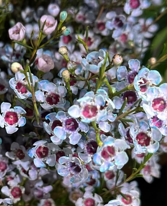 Chamelaucium Tinted Sky Blue (60cm From Peru)