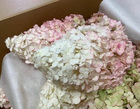 Hydrangea Sunday Fraise (75cm)