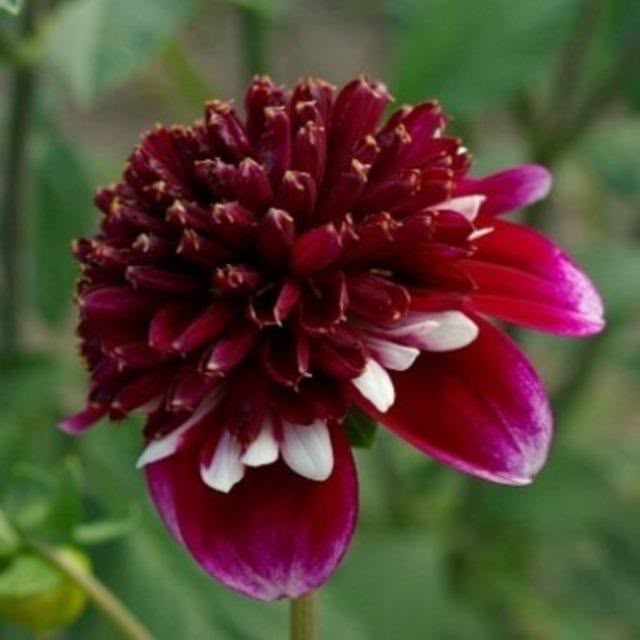 新入荷!! Dahlia 鈴虫 (50cm)