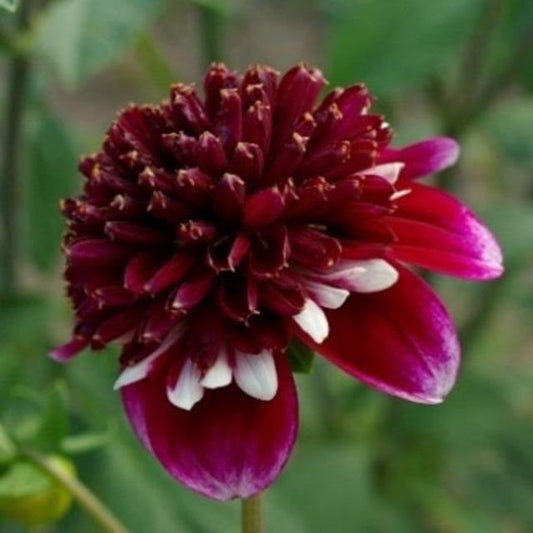 新入荷!! Dahlia 鈴虫 (50cm)
