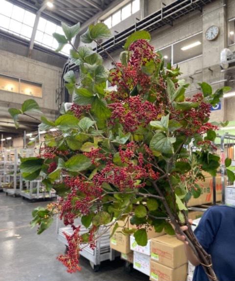 Viburnum (150cm)