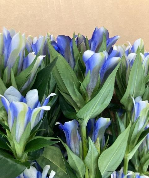 Gentiana Blue Harmony (80cm)