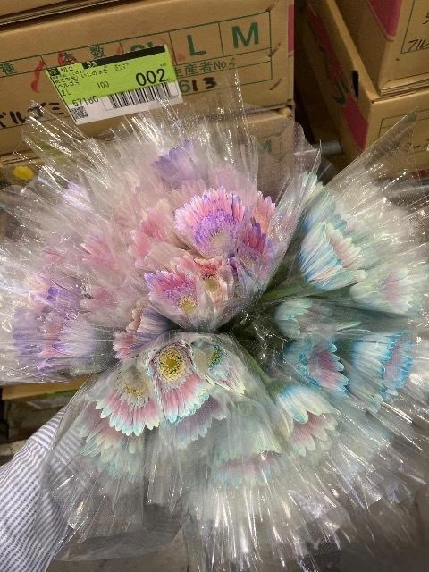 Gerbera Dream Sky Mix ゆめそらＭＩＸソメ