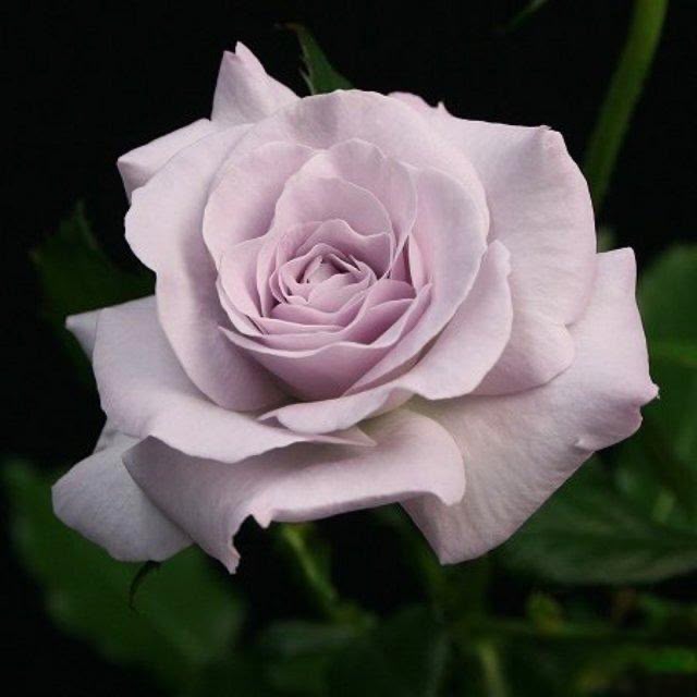 Little Silver (40-50cm, 1F)