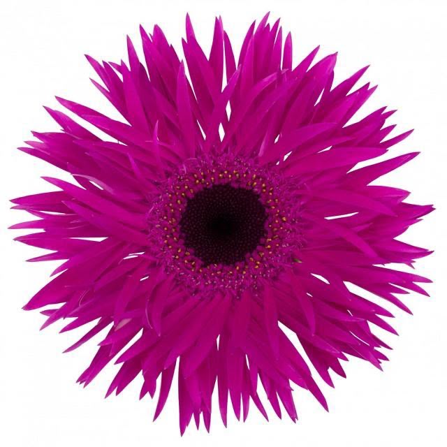 Gerbera Spider Nora (50cm)