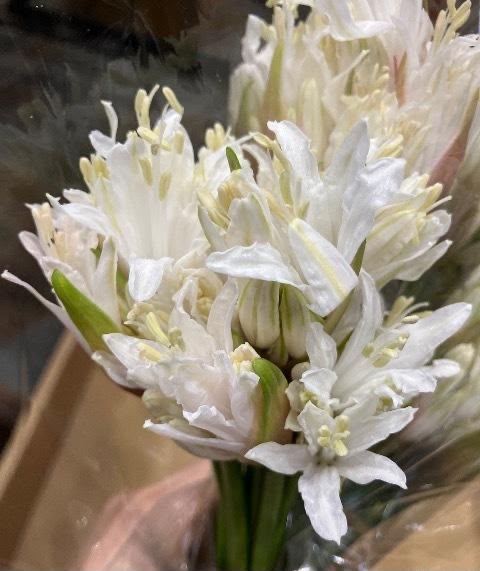Nerine Virgo (35-40cm)