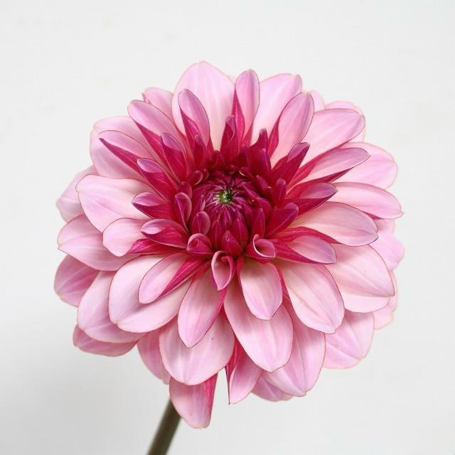 新入荷!! Dahlia Namahage Pretty (60cm)