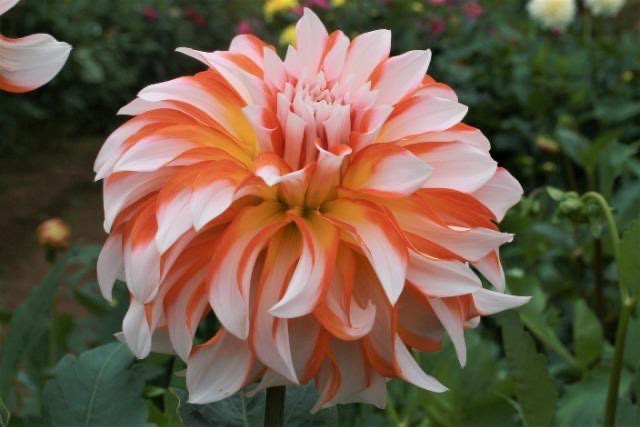 Dahlia Namahagemasaru (60cm)
