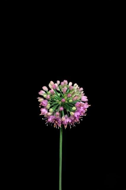 Allium Autumn Violet