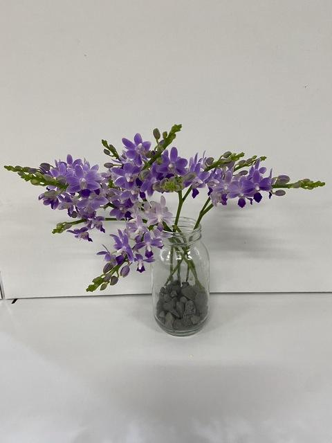 Phalaenopsis aphrodite Blue Star