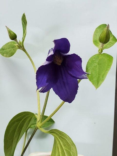 Clematis Blue (60cm)