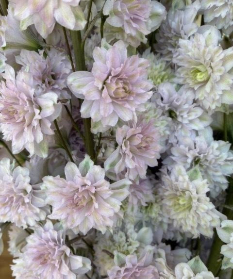 稀有限定!! 新入荷!! Delphinium Highlander Cha Cha