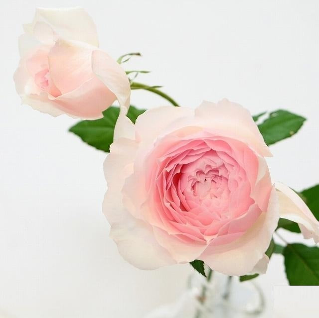 和薔薇!! 新入荷!! 美咲 Misaki (40-50cm)