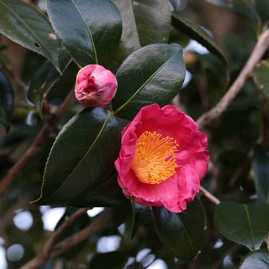 Camellia japonica ツバキ 妙蓮寺 (70cm)