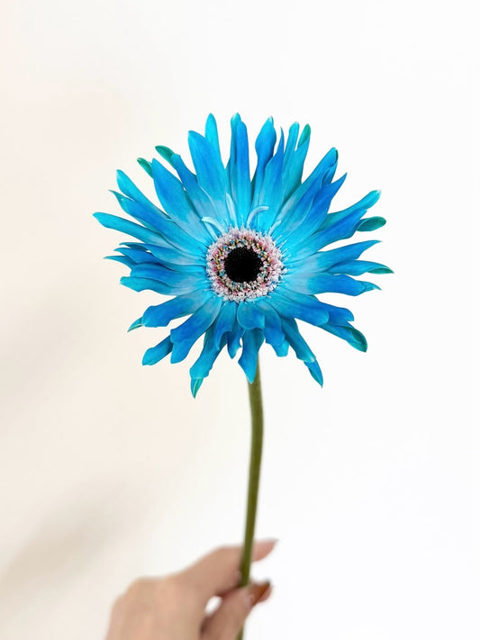 Gerbera Aqua Marine