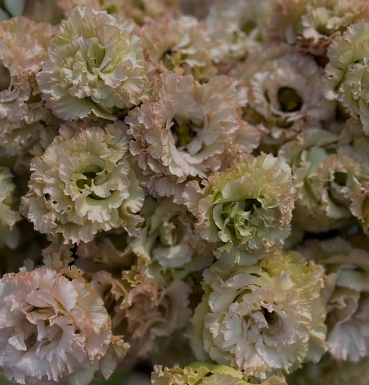 Eustoma NF Moss (1F)