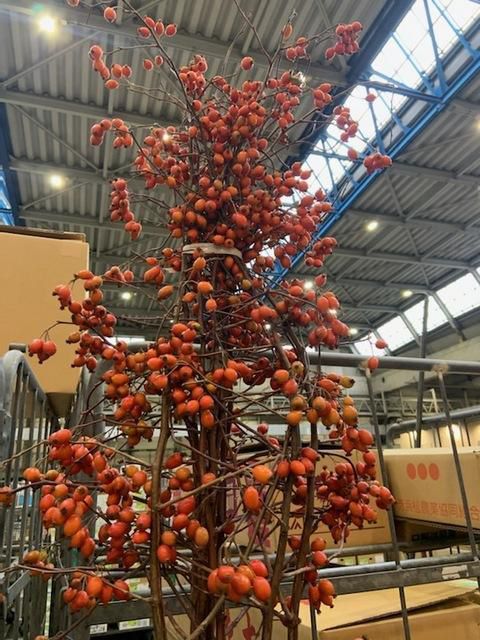 Rosa glauca 鈴バラ (150cm)