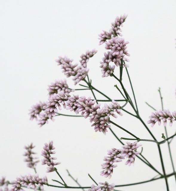 Statice(Limonium sinuatum) 雲竜
