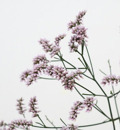 Statice(Limonium sinuatum) 雲竜