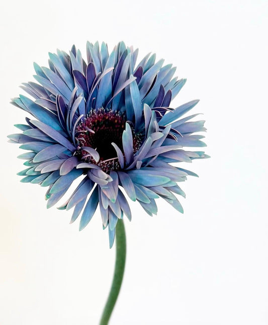 Gerbera Monster Sully