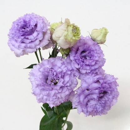 Eustoma Prima Lavender (80cm)