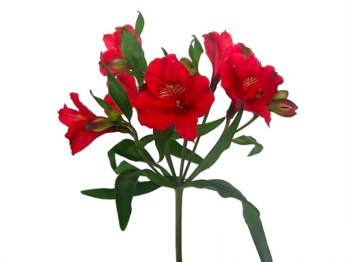 Alstroemeria Ilsa (80cm)