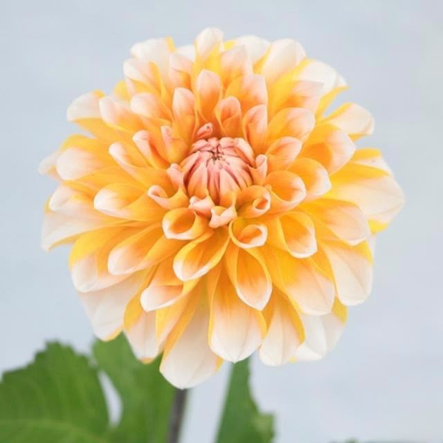 Dahlia Pair Beauty (70cm)