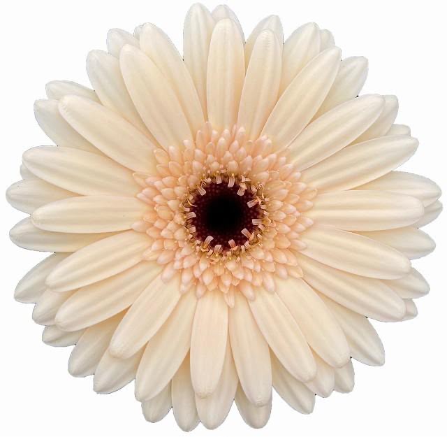 Gerbera Elfy