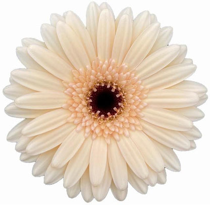 Gerbera Elfy