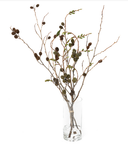 Alnus firma Yasha (80cm)