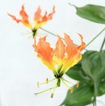 Gloriosa Zen