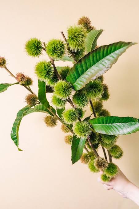 【月見】Castanea crenata 七立栗