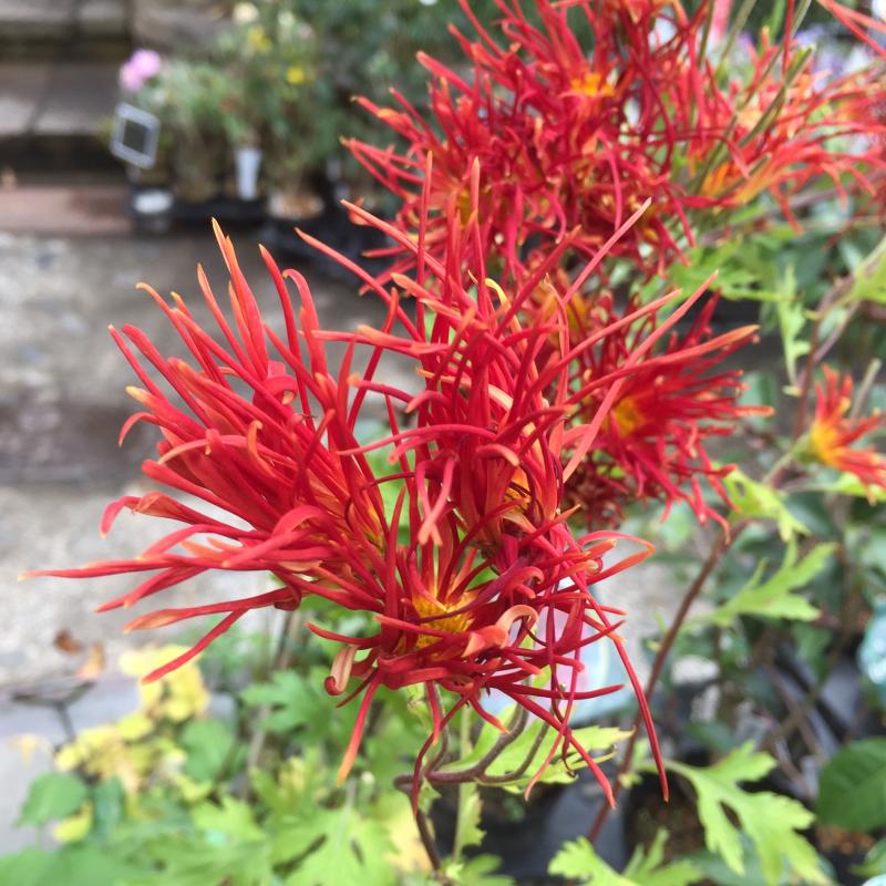 【月見】Chrysanthemum 嵯峨の御所錦