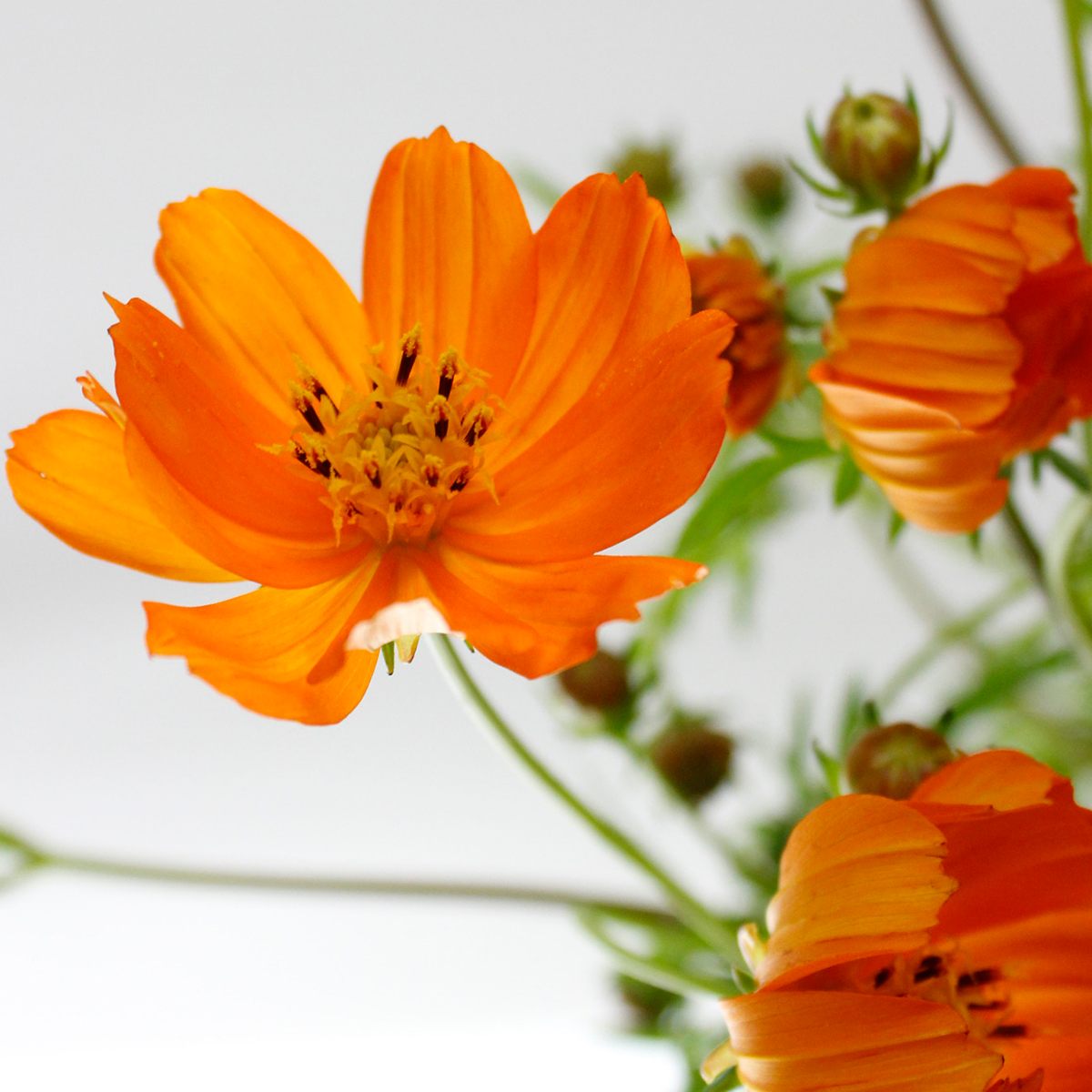 Cosmos Orange (50cm)
