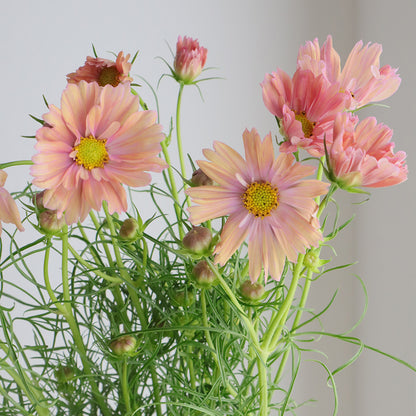 Cosmos Apricotta (70cm)