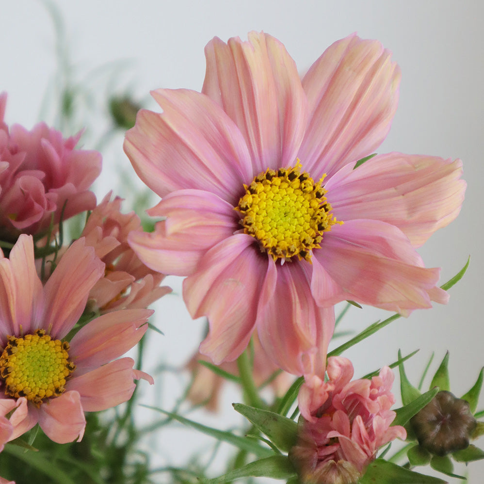 Cosmos Apricotta (70cm)