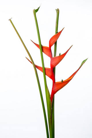 【月見】Heliconia Fire Bird (60cm up)