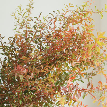 【月見】Spiraea thunbergii YUKIYANAGI 雪柳染紅葉