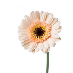 Gerbera Café (50cm)