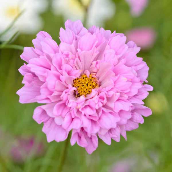 Cosmos Double Click Rose Bonbon (60cm)